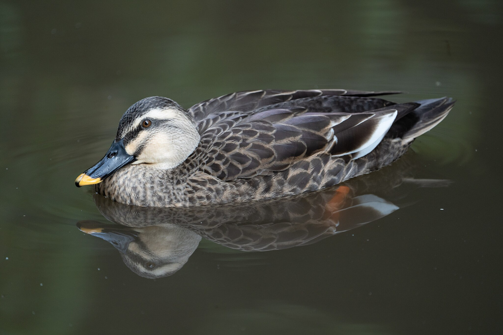 image Eastern Spot-billed Duck